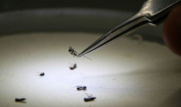 Malattie esotiche: riconoscerle ed arginarle